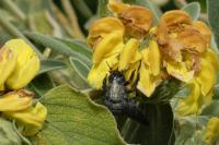 Xylocopa violacea