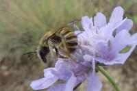 Halictus scabiosae