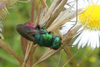 Chrysis ignita