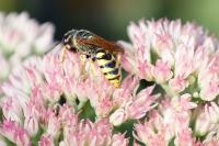 Philanthus triangulum