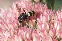 Cerceris