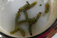 Nematus septentrionalis