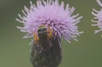 Megachile