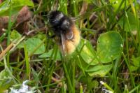 Osmia cornuta