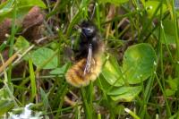 Osmia cornuta