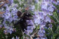 Xylocopa violacea