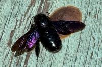 Xylocopa