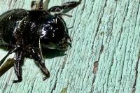 Xylocopa