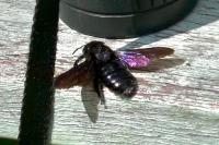 Xylocopa