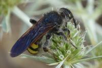 Colpa sexmaculata