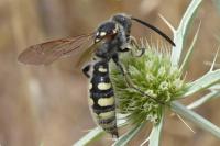 Colpa sexmaculata