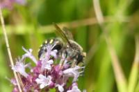 Anthidium