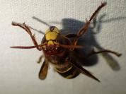 Vespa crabro