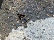 Sceliphron caementarium