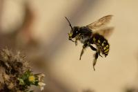 Anthidium manicatum