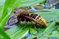 Vespa crabro