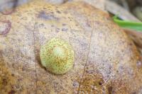 Neuroterus quercusbaccarum