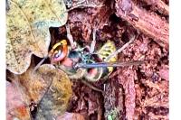 Vespa crabro