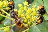 Vespa velutina