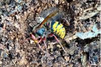 Vespa crabro