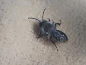 Andrena cineraria