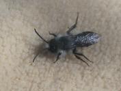 Andrena cineraria