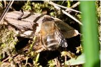 Anthophora plumipes
