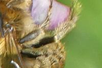 Eucera longicornis