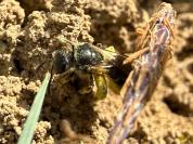 Lasioglossum