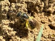 Lasioglossum