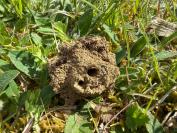 Lasioglossum