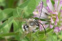 Eucera nigrescens