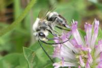 Eucera nigrescens