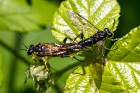 Macrophya montana