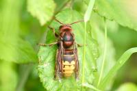 Vespa crabro