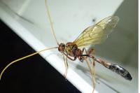 Eremotylus marginatus
