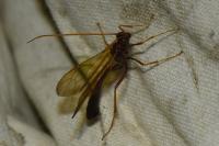 Eremotylus marginatus