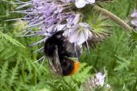 Bombus