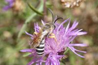Halictus scabiosae