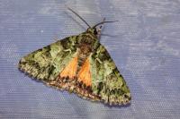 Polyphaenis sericata