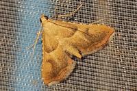 Endotricha flammealis