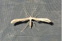 Emmelina monodactyla