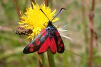 Zygaena transalpina