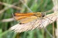 Thymelicus sylvestris