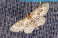 Idaea rusticata