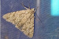 Acronicta aceris