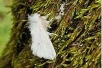 Euproctis chrysorrhoea