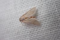 Acentria ephemerella