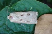 Agrotis exclamationis