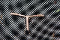 Emmelina monodactyla